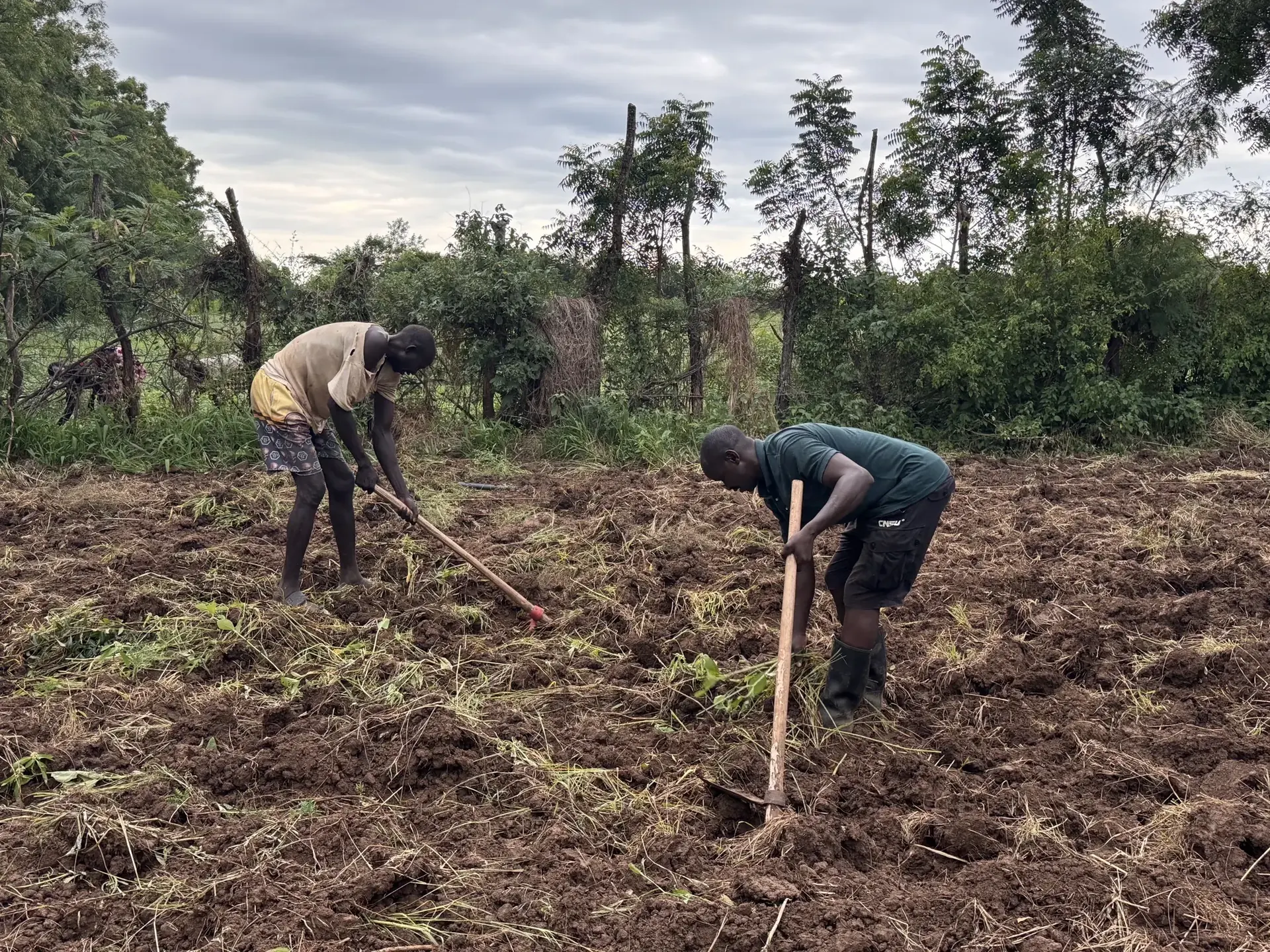 Sustainable vegetable garden in Kuron